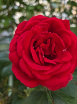 김영옥님의 기타작물 · 영농일지 작성글 사진