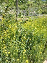 팜모닝 기타작물·영농일지 게시글 이미지