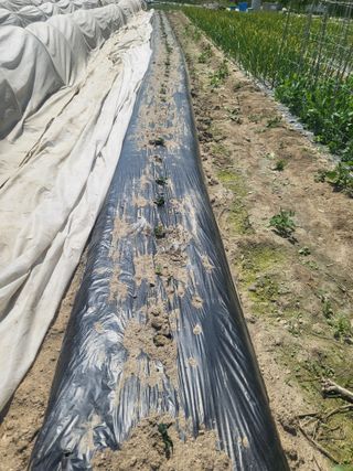 전선경님의 기타작물 · 영농일지 작성글 사진