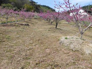 별빛농장지기님의 복숭아 · 영농일지 작성글 사진
