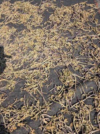 김연숙님의 기타작물 · 영농일지 작성글 사진