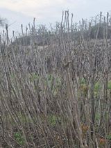 양파12861님의 작성글 사진