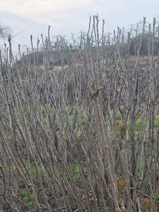 양파12861님의 양파 · 영농일지 작성글 사진