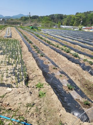 전선경님의 기타작물 · 영농일지 작성글 사진