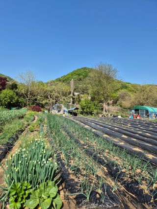 이경옥님의 기타작물 · 영농일지 작성글 사진