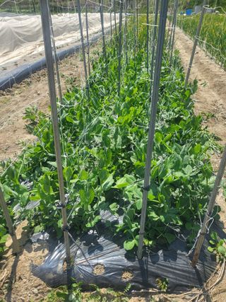 전선경님의 기타작물 · 영농일지 작성글 사진