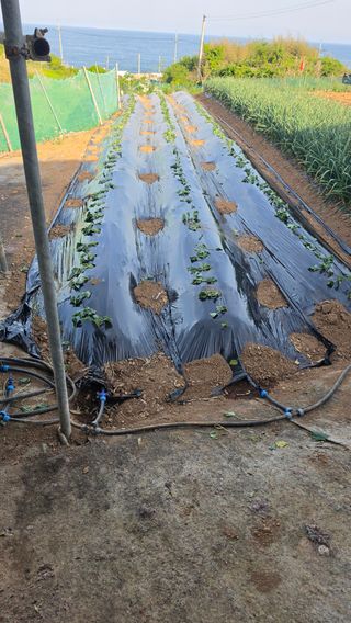 대박농장신초시님의 기타작물 · 영농일지 작성글 사진