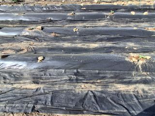 하중규(고추 재배)님의 고추 · 영농일지 작성글 사진