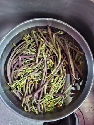 자연같이님의 두릅 · 영농일지 작성글 사진