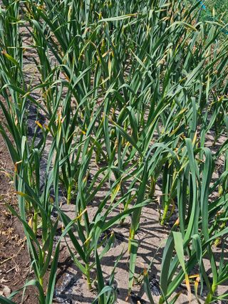 김해열님의 기타작물 · 영농일지 작성글 사진