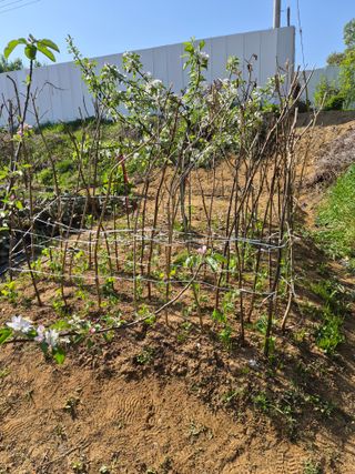 써니님의 콩 · 영농일지 작성글 사진