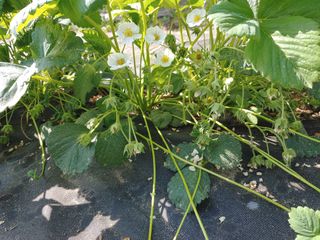 박상현님의 기타작물 · 영농일지 작성글 사진