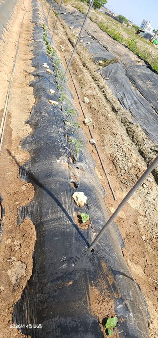 이장호님의 옥수수 · 영농일지 작성글 사진