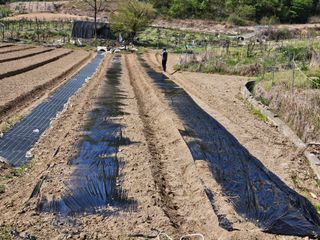 최미선님의 기타작물 · 영농일지 작성글 사진