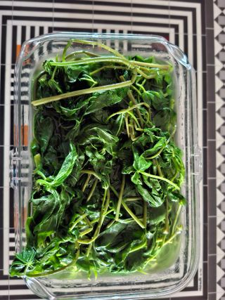 자연같이님의 두릅 · 영농일지 작성글 사진