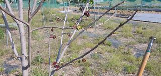 박상중님의 기타작물 · 영농일지 작성글 사진