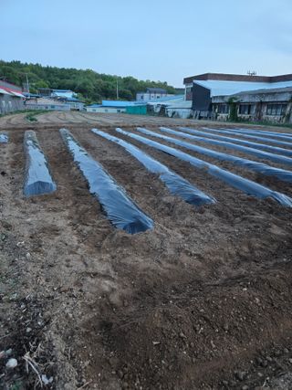 뚜벅이님의 기타작물 · 영농일지 작성글 사진