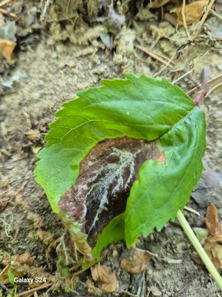 박성균님의 기타작물 · 영농일지 작성글 사진