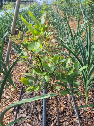 최진일님의 블루베리 · 영농일지 작성글 사진