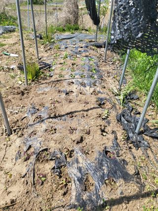 전선경님의 기타작물 · 영농일지 작성글 사진