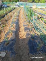 팜모닝 고추·영농일지 게시글 이미지