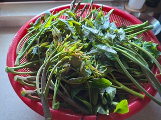 자연같이님의 두릅 · 영농일지 작성글 사진