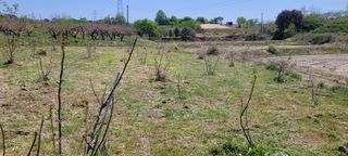 돈디아고(김덕수)님의 기타작물 · 영농일지 작성글 사진