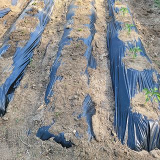 화려한이글님의 기타작물 · 영농일지 작성글 사진