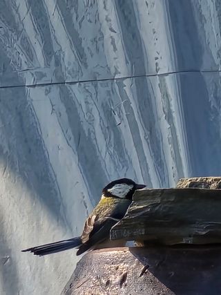 비타민님의 블루베리 · 영농일지 작성글 사진