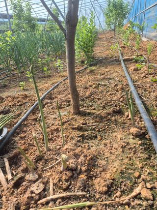 최진일님의 블루베리 · 영농일지 작성글 사진