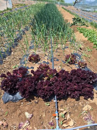 김동수님의 기타작물 · 영농일지 작성글 사진