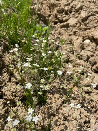 별@노래농장(정씨)님의 벼 · 영농일지 작성글 사진