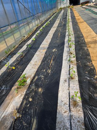 현모양처(양현모)님의 오이 · 영농일지 작성글 사진