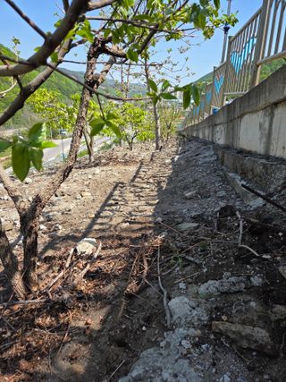 김용대님의 기타작물 · 영농일지 작성글 사진