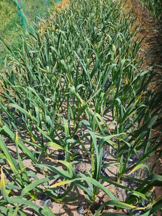 김해열님의 기타작물 · 영농일지 작성글 사진