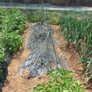 김건우님의 기타작물 · 영농일지 작성글 사진