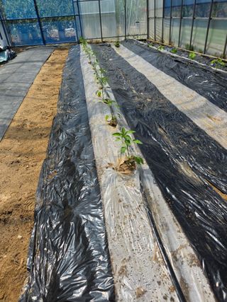 현모양처(양현모)님의 오이 · 영농일지 작성글 사진