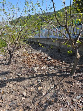 김용대님의 기타작물 · 영농일지 작성글 사진