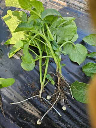 김해열님의 기타작물 · 영농일지 작성글 사진