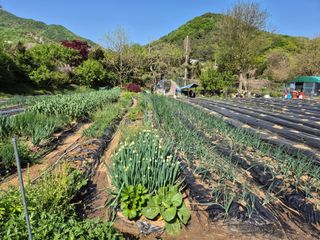 이경옥님의 기타작물 · 영농일지 작성글 사진