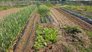 정인재님의 파 · 영농일지 작성글 사진