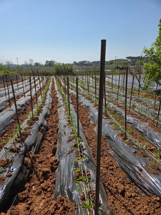 홍순오님의 고추 · 영농일지 작성글 사진