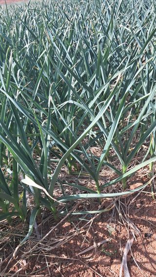 bpjh9173님의 기타작물 · 영농일지 작성글 사진