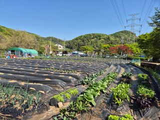 이경옥님의 기타작물 · 영농일지 작성글 사진