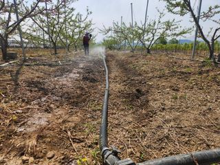 꿀복이농장님의 복숭아 · 영농일지 작성글 사진