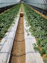 김저팔계님의 작성글 사진