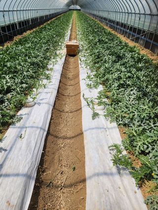 김저팔계님의 기타작물 · 영농일지 작성글 사진