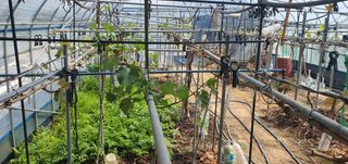 박상중님의 기타작물 · 영농일지 작성글 사진