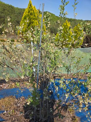 김영옥님의 기타작물 · 영농일지 작성글 사진
