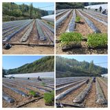 팜모닝 포도·영농일지 게시글 이미지